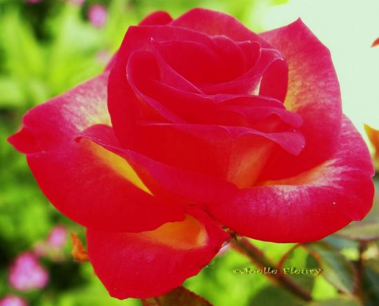 rose lumineuse au deux couleurs