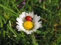 coccinelle dans fleur de pâquerette