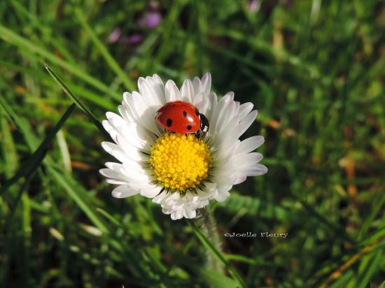 coccinelle dans fleur de pâquerette