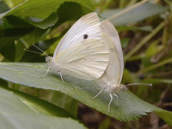 accouplement papillon piéride