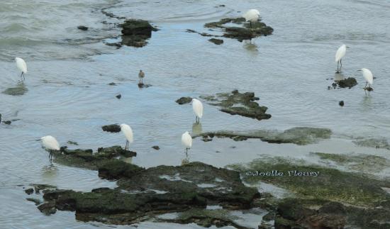 Aigrette Garzette «clic,clic galerie vidéos»  regarder la vidéo