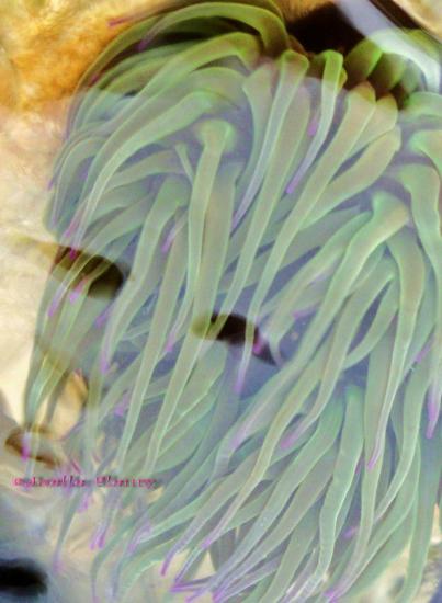 anemone tentacules vert clair avec une extrémité pouvant être violette
