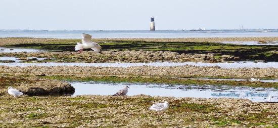 PERTUIS D'ANTIOCHE,c'est épaves c'est voiliers, c'est oiseaux