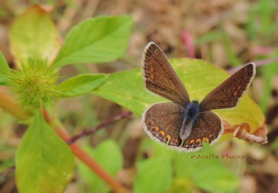 argus bleu ♀ rare de le voir aussi ouvert