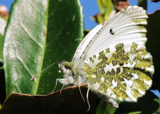 aurore la dame ♀