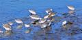 bécasseau sanderling C’est un oiseau très actif