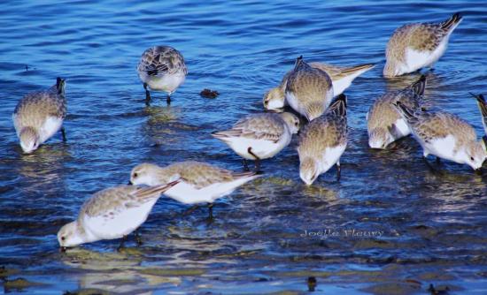 becasseau.sanderling
