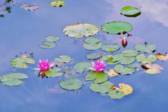 zen attitude devant cette scène de nénuphar ( Botanique de Tours)