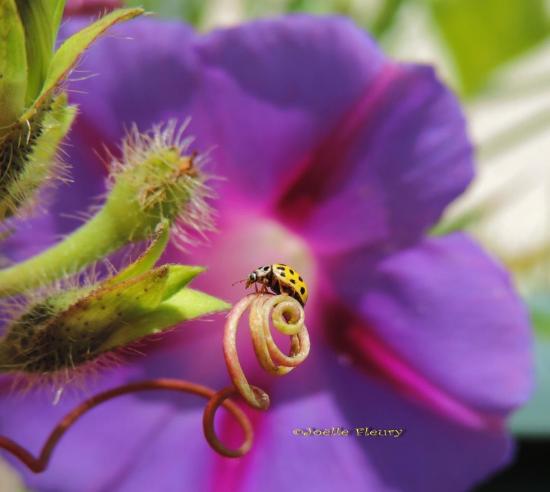 C'est une petite coccinelle jaune