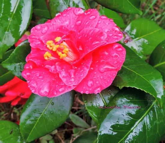 Camélia, Je vous trouve la plus belle.dans la langage des fleurs