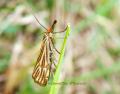 Chrysocrambus craterella?