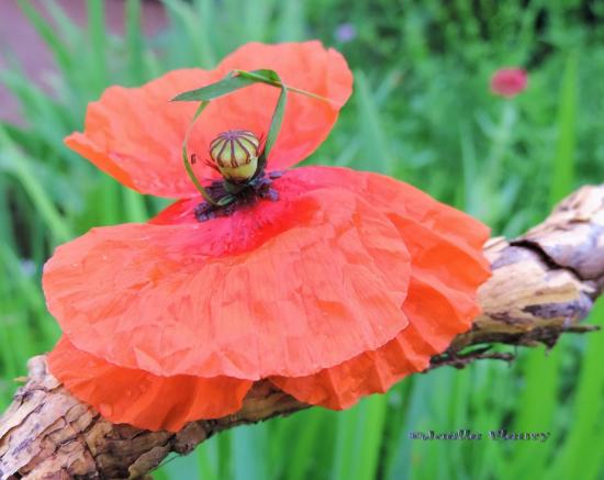 danseuse de mon enfance en coquelicot