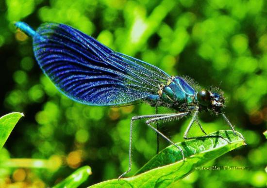 demoiselle libellule la belle bleu