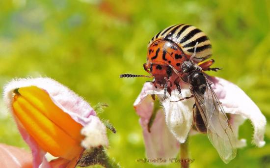 rencontre doryphore et  la reine des fourmis (fleur de patate)