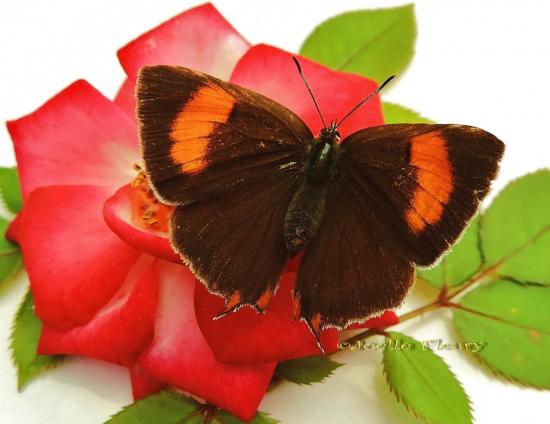 Thécla du bouleau ♀