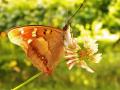 papillon le grand mars  changeant