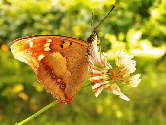 papillon le grand mars  changeant
