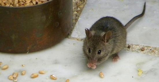 la petite souris a la mangeoire aux oiseaux?