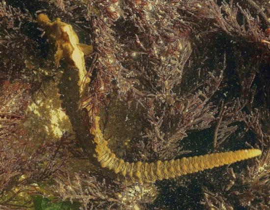 les  hippocampes sont de plus en plus rares et sont protégés.