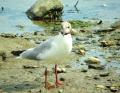 Mouette rieuse sur la plage