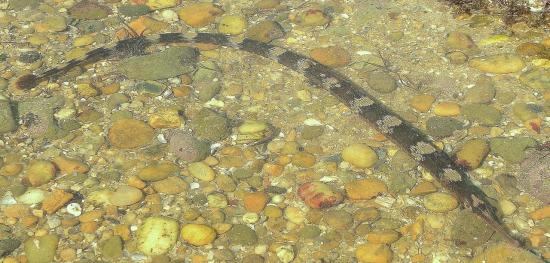 petit poisson même famille que l'hippocampe