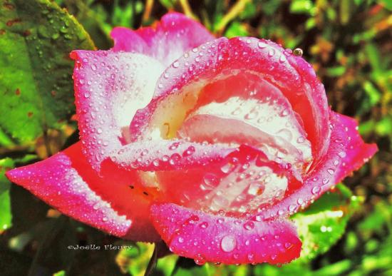 rose perlée de pluie