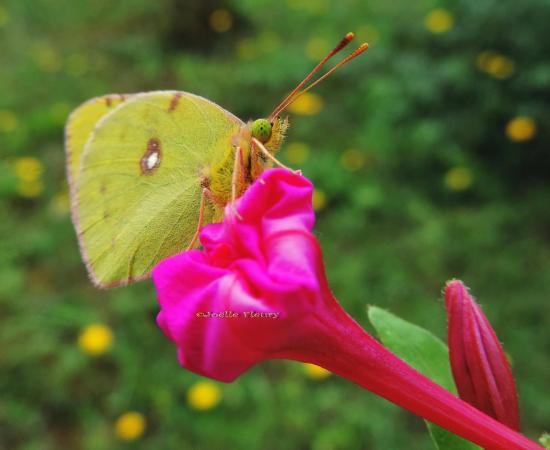 papillon le souci