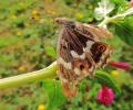 papillon le grand mars chengeant