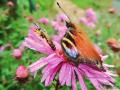 papillon paon de jour et abeille