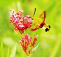papillon sphinx gazé