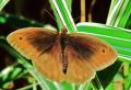 papillon myrtil  ♂ où : Maniola jurtina