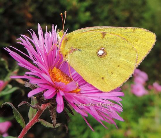 papillon souci