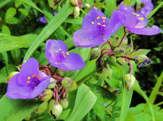 L'éphémère de Virginie, Tradescantia