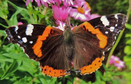 papillon vulcain . Il est beau comme un dieu