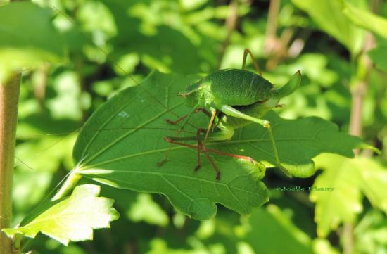 accouplement de sauterelle dans la nature (rare)
