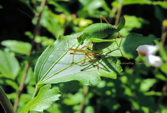 accouplement de sauterelle dans la nature (rare)