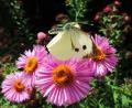papillon vol dans mais fleurs