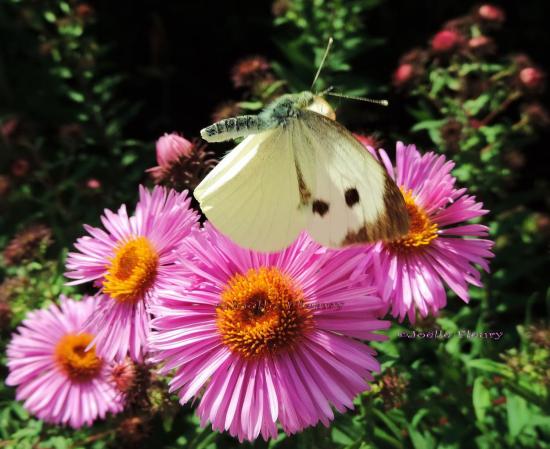 papillon vol dans mais fleurs
