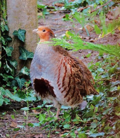  perdrix grise de passage dans mon jardin
