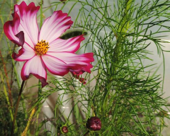 fleur de cosmos signifie l'innocence en langage des fleurs