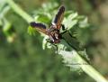 Trichopoda pennipes. pattes postérieures portent une frange de peigne