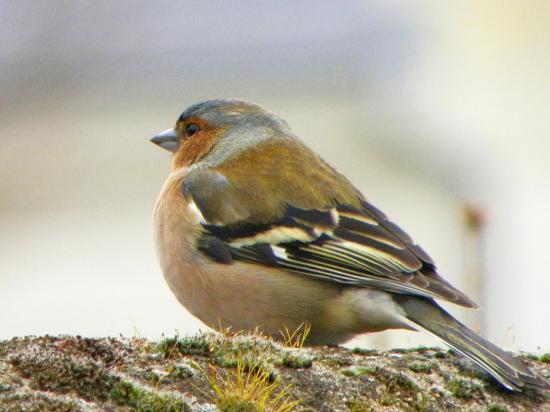 pinson des arbres ♂