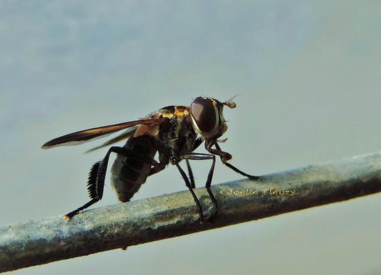 toute trompe dehors  (Trichopoda pennipes)
