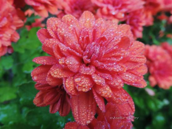 chrysanthème des jardin et perle de pluie