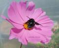 abeille charpentière au cœur d'une  fleur de cosmos