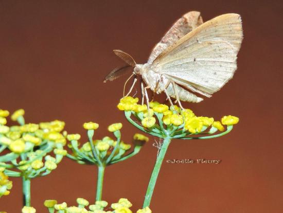 papillon de nuit