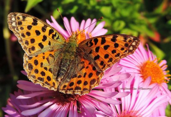 papillon le grand nacré