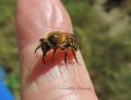 OBSERVER BIEN: l'abeille me lèche le doigt