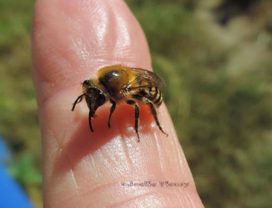 OBSERVER BIEN: l'abeille me lèche le doigt