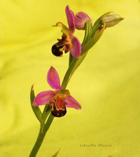 orchidée sauvage ( L'Ophrys abeille )